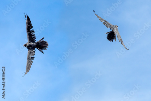 Canvas-taulu The black kite, fire kite, medium-sized bird of prey, the family Accipitridae, includes other diurnal raptors