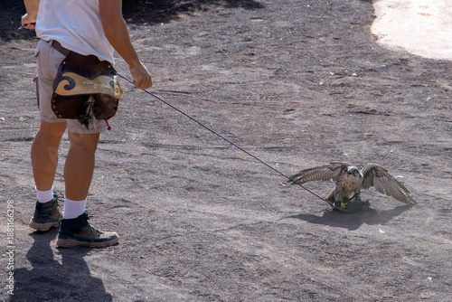 Canvas-taulu A falcon trainer with  black kite or fire kite, medium-sized bird of prey, the family Accipitridae, includes other diurnal raptors