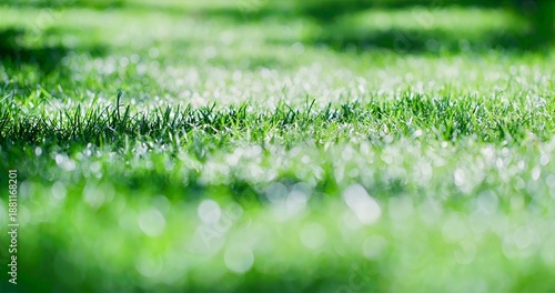 Lush Morning Grass, Peaceful Natural Setting Featuring Moist Green Grass Bathed In Soft Morning Sunlight