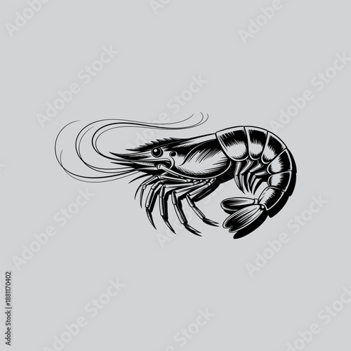 a detailed black and white illustration of a single shrimp elegantly drawn and displayed