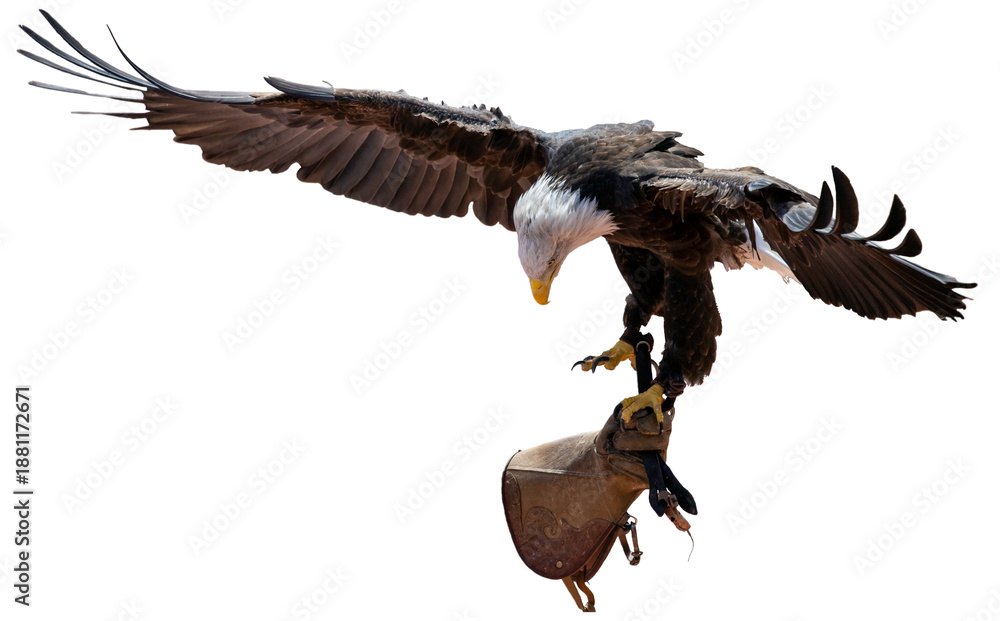 Fototapeta premium Bald eagles in captivity are typically non-releasable rescue birds. Haliaeetus leucocephalus, the national emblem of the United States since 1782. Identifiable by their striking white head, brown body