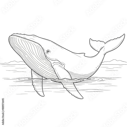 Line Art Blue Whale Swimming in Water