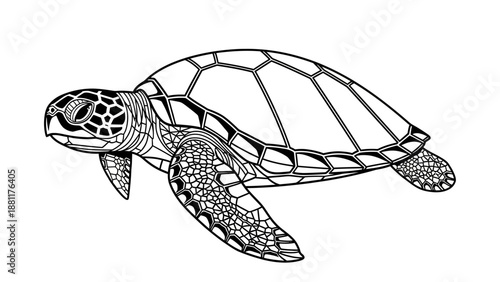 turtle vector illustration