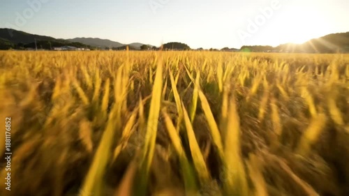 Wallpaper Mural Low angle view of ripe golden rice field with irrigation channel and sun setting in the background Torontodigital.ca