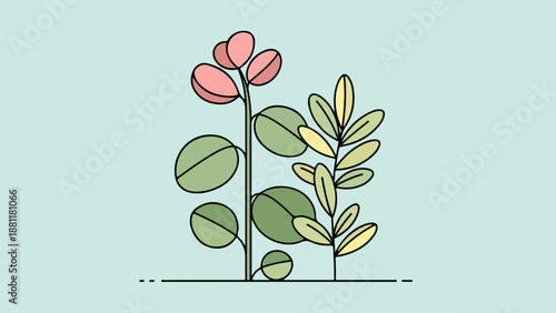 Botanical illustration of a slender-stemmed plant with varied foliage and soft pink flowers