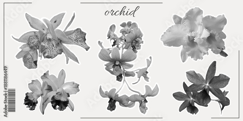 Orchid flowers collage set with photo cutout shapes, halftone texture. Retro modern floral elements for posters, branding, packaging, web design. Vector illustration