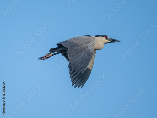 black-crowned night heron (Nycticorax nycticorax) or black-capped night heron in flight, Buenos Aires, Argentina