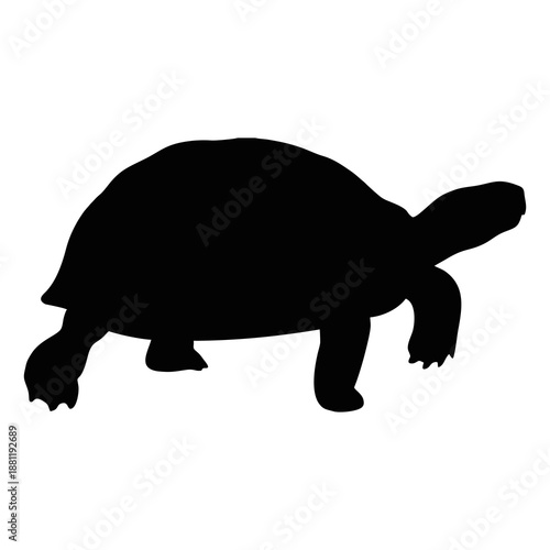 silhouette of a turtle on a white background