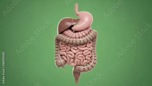 Healthy Human Digestive System - Stomach Intestines Lungs Diagram