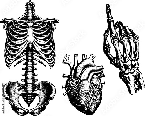 Human Anatomy Illustration Set, Skeleton Ribcage Heart Hand, Engraved Line Art