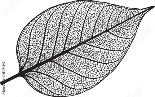 Intricate black and white leaf skeleton illustration artwork design