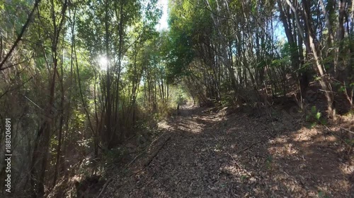 Walking through a natural tree tunnel in the forest