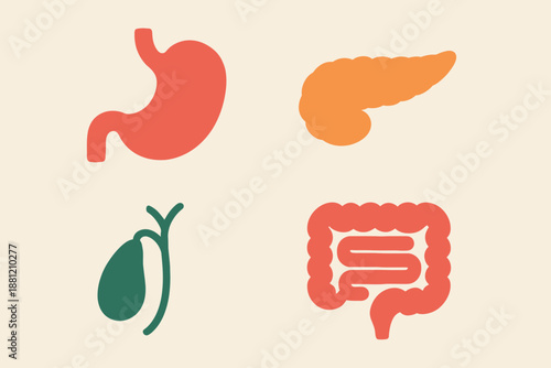 Digestive System Organs Stomach Pancreas Gallbladder and Intestines Illustration.