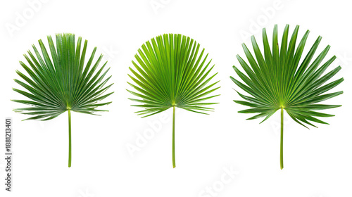 Three distinct Livistona chinensis Chinese fan palm broad drooping fronds on transparent background