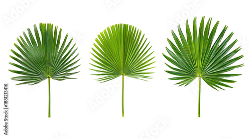 Three distinct Livistona chinensis Chinese fan palm broad drooping fronds on transparent background