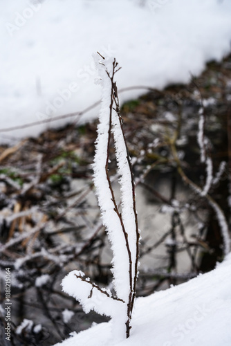 Wallpaper Mural Winter landscape with frozen branch covered in hoarfrost crystals by a small stream Torontodigital.ca