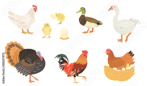 Cute cartoon farm birds collection. Vector illustrations of Chicken, Hen, eggs, Chick, Duck, Goose, Turkey and Rooster isolated on white background. Set of poultry clip.