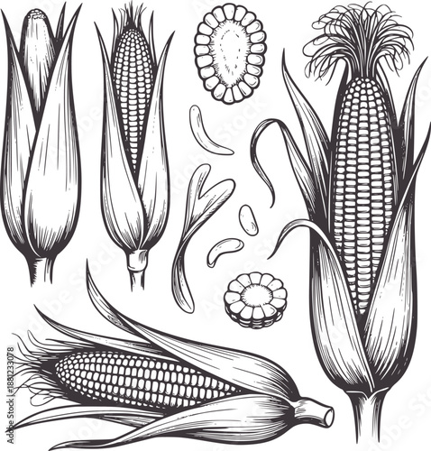 Detailed botanical of corn cobs and kernels in vintage style maize husk