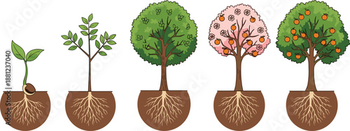 Tree, growth, stages, plant, lifecycle, seed, sprout, sapling, flowering, fruit, roots, nature, gardening, agriculture, development, illustration, isolated, white, background, vector
