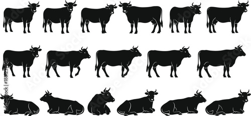 Cattle silhouette set with cows and bulls standing and lying down, livestock farm animal icons for dairy and beef industry.