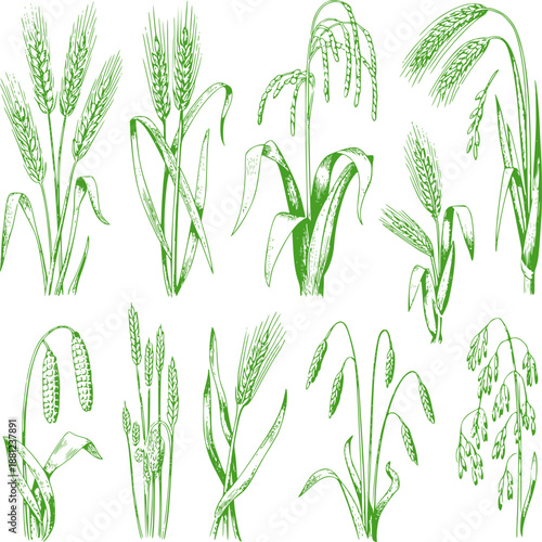 Detailed black and botanical of various grains and grasses wheat barley