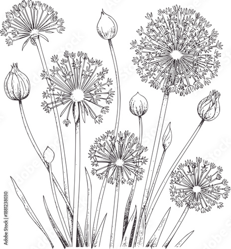 Detailed botanical line of dandelions in various stages of growth flowers stems