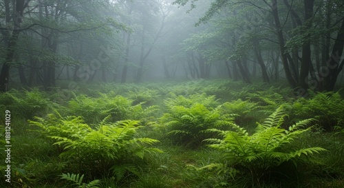 Misty Forest Path with Lush Green Ferns