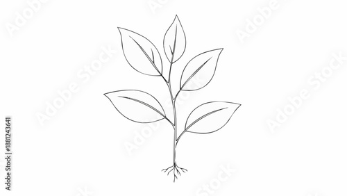 Simple line drawing of a young plant with leaves and roots.