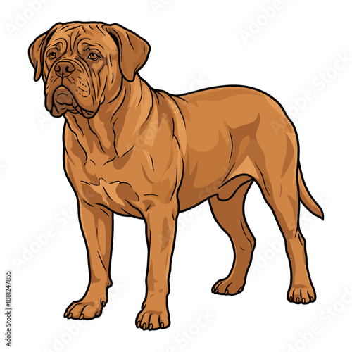 Dogue de Bordeaux Purebred Dog, Studio Portrait Isolated on a White Background