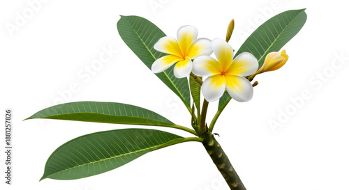 Tropical Plumeria Flower Branch Serene Tropical Paradise Relaxation Spa Beauty Wellness Travel Destination
