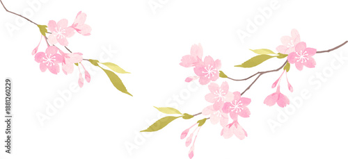 水彩で描いた桜の枝のイラスト
