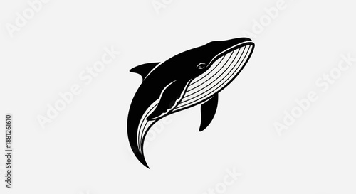 Black and white whale illustration aquatic mammal isolated on white