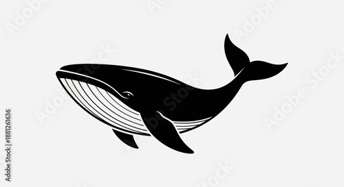 Black and white whale illustration aquatic mammal isolated on white