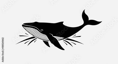 Black and white whale illustration aquatic mammal isolated on white