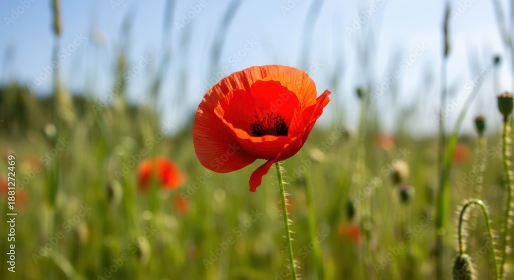 Obraz premium Vibrant Red Poppy Blossom Standing Tall in a Sun-Kissed Green Field Against a Clear Blue Sky