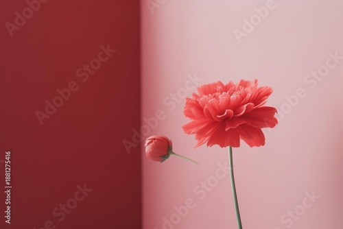 pink gerber in vase