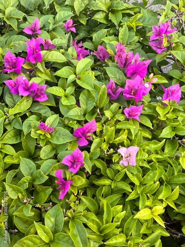 Dense green foliage with vibrant purple and pink bougainvillea flowers creates a striking ornamental display.