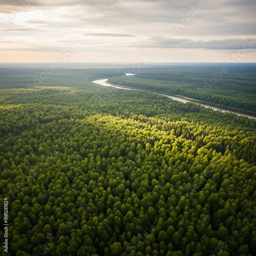 Elevated view showcases winding river flowing through expansive, dense green woodland under bright sky