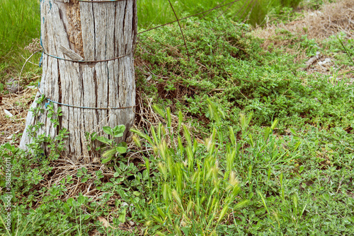 Canvas Print old wooden fence post in field
