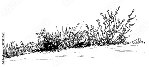 Wild grass and bush plants sketch illustration on plain white background for landscape