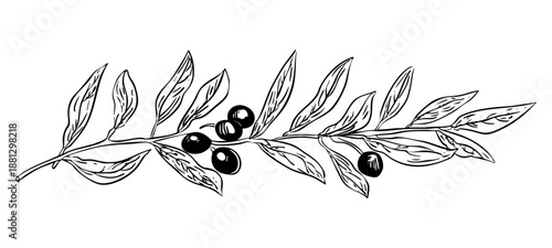 Olive branch with green leaves and ripe black olives in hand drawn style