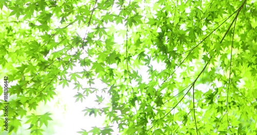 Whispering Leaves Dancing in the Gentle Breeze