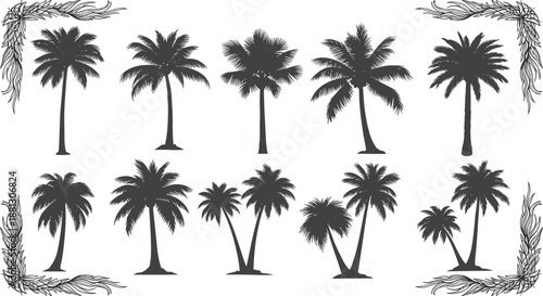 Set of black palm tree silhouettes of varying heights and shapes for tropical landscape and vacation theme graphic designs.