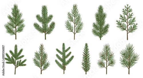 Collection of green conifer branch illustrations including pine and spruce needles for botanical and seasonal holiday designs.