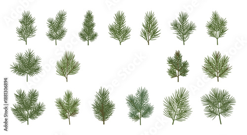 Diverse collection of evergreen pine and fir branch illustrations in deep green for winter holiday and botanical design projects.