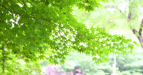 Whispering Leaves Dancing in the Gentle Breeze