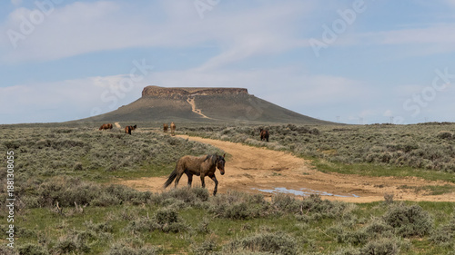 Wild Horses Grazing Near Desert Butte on Wyoming Scenic Loop