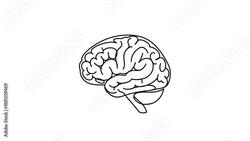Human Brain Illustration.