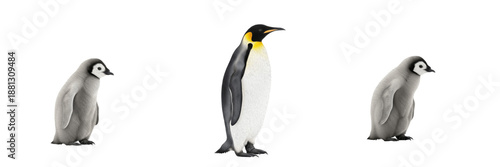 Set of Emperor Penguin (Aptenodytes forsteri) adult and two fluffy grey chicks isolated on white background