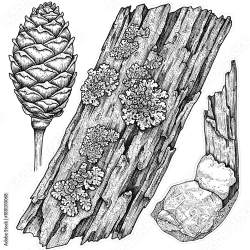 Detailed black and white illustration showcasing various natural forest elements including a textured pine cone, weathered wood, and intricate lichen growth.